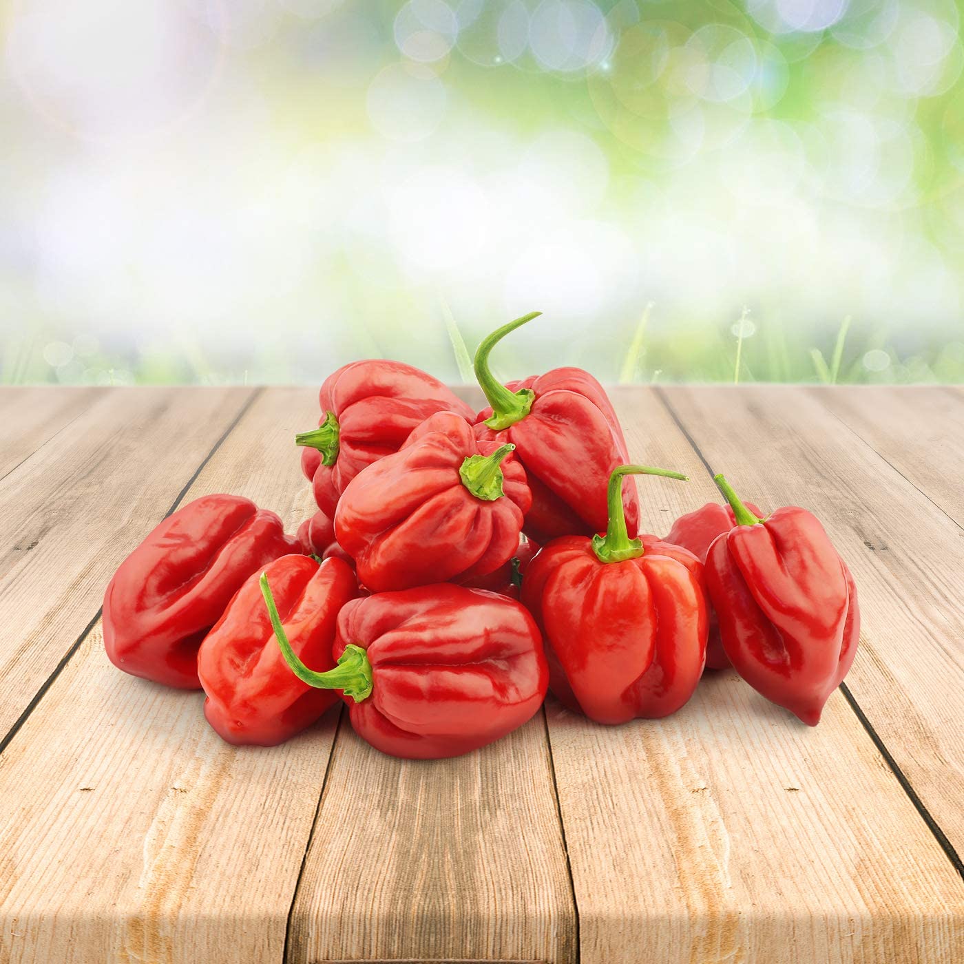 Chili Habanero rot Samen 