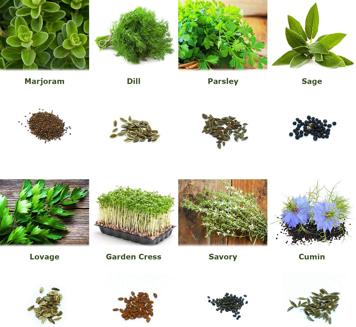 *Set 'Herb Garden' 16 x 50 Seeds of The Most Popular Herbs