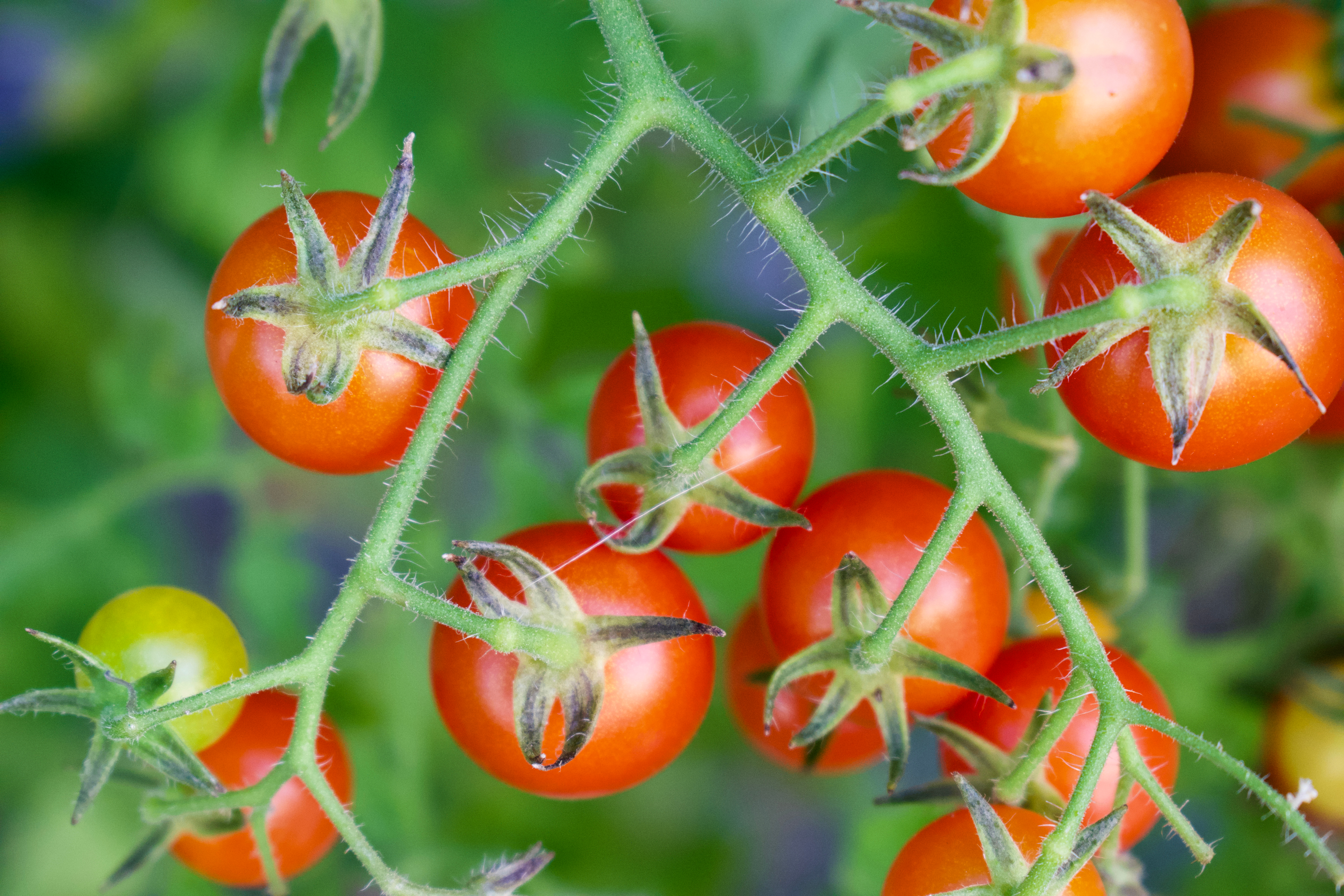 *Tomato ''Gelbe Cocktail''