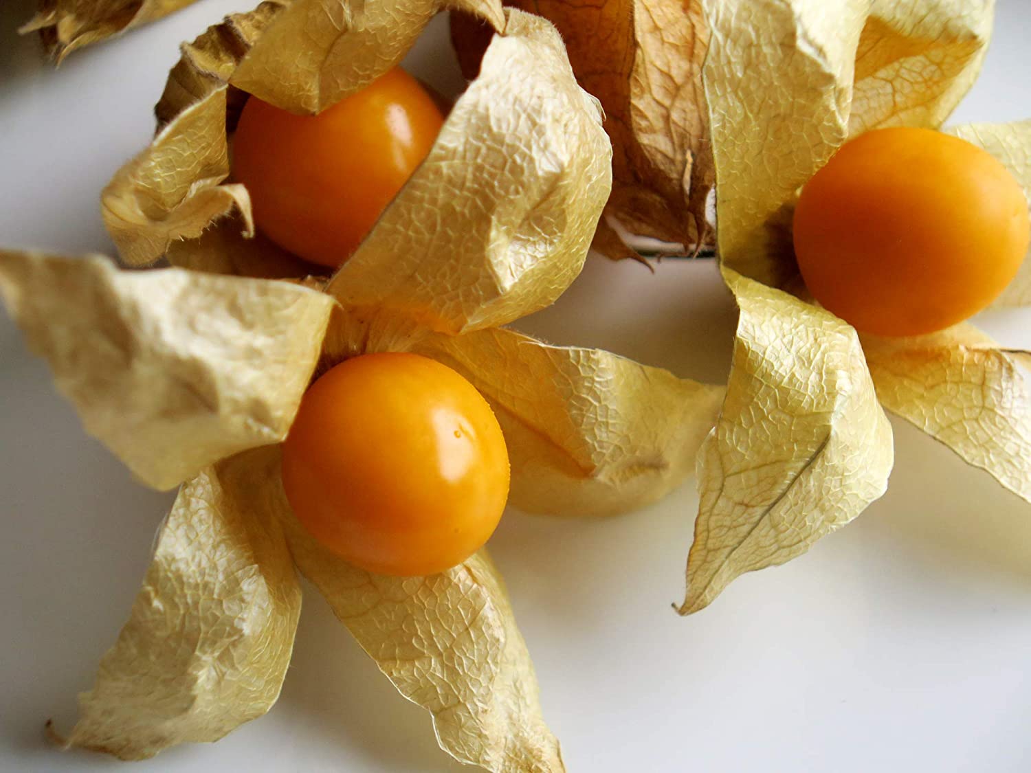 *Ananasbeere - Physalis pruinosa