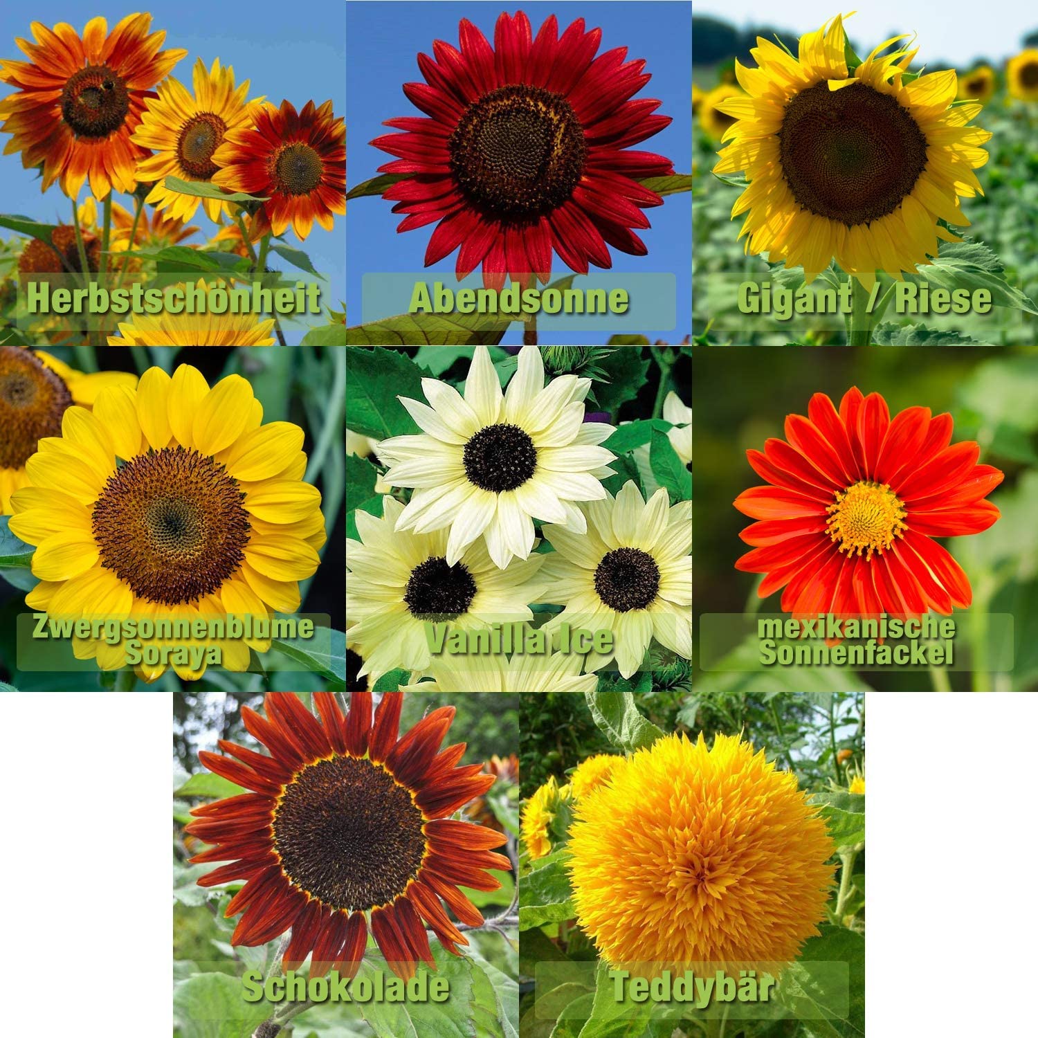 Sunflower Seed Mix - 8 Varieties