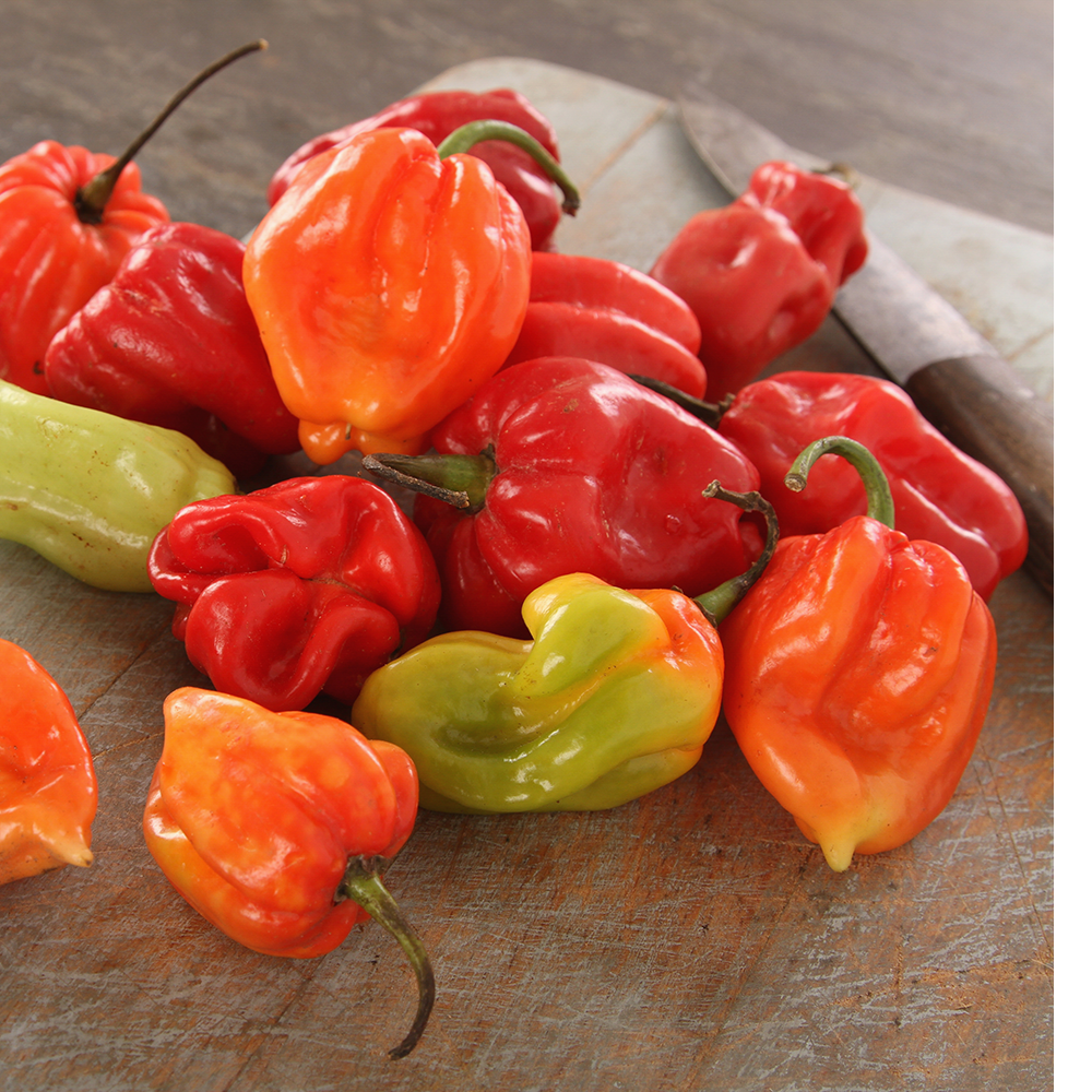 Chili Scotch Bonnet Samen