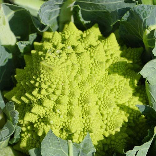 *Brokkoli "Romanesco"