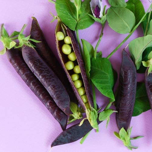 Erbsensamen "Desiree"  Erbsensamen "Desiree"