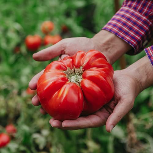 Fleisch-Tomatensamen ''Brutus''