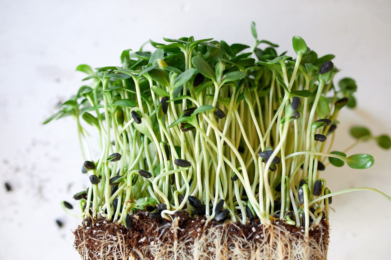 BIO Sonnenblumen Keimsprossen / Microgreens