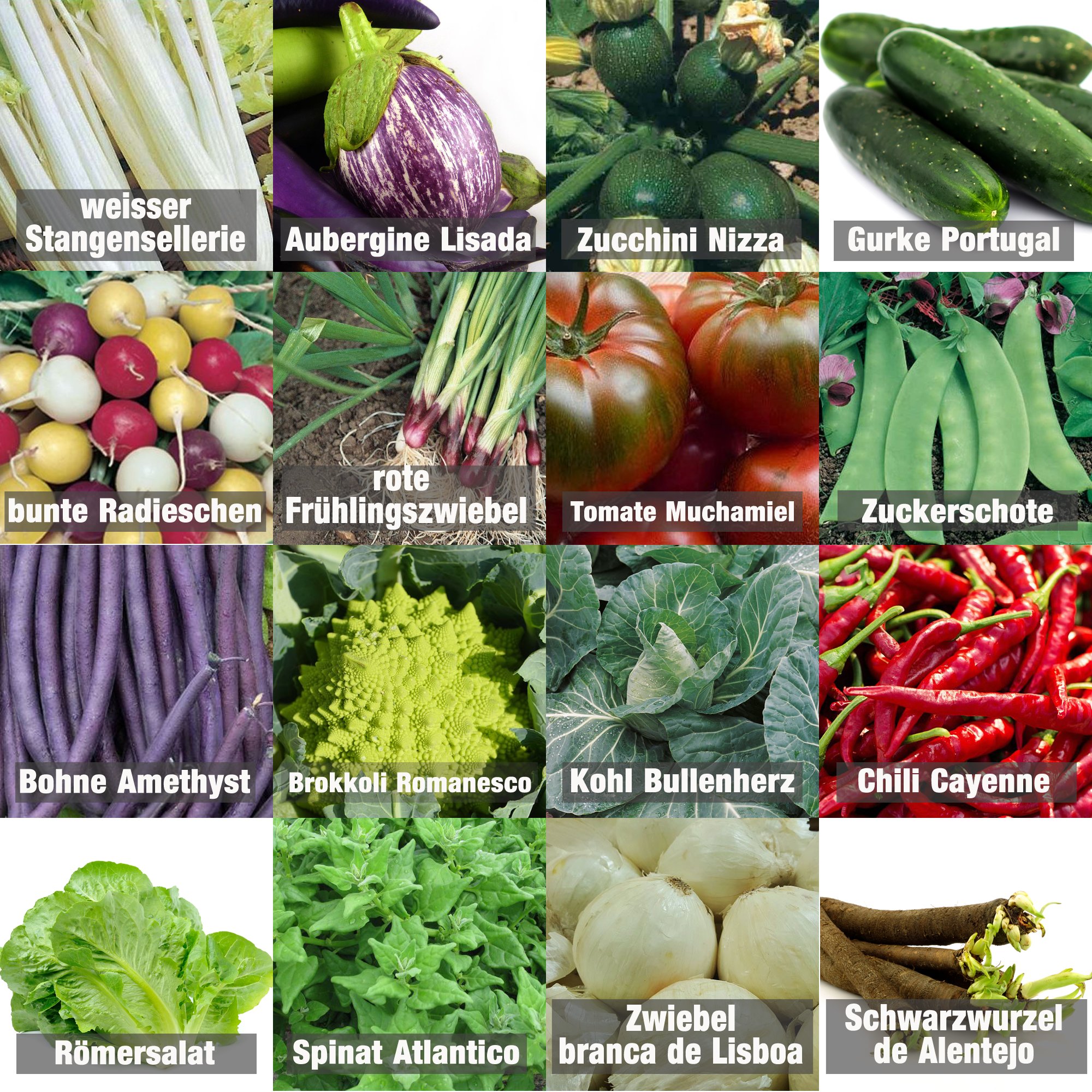 *Gartengemüse Pflanzen Samen Set  *Gartengemüse Pflanzen Samen Set