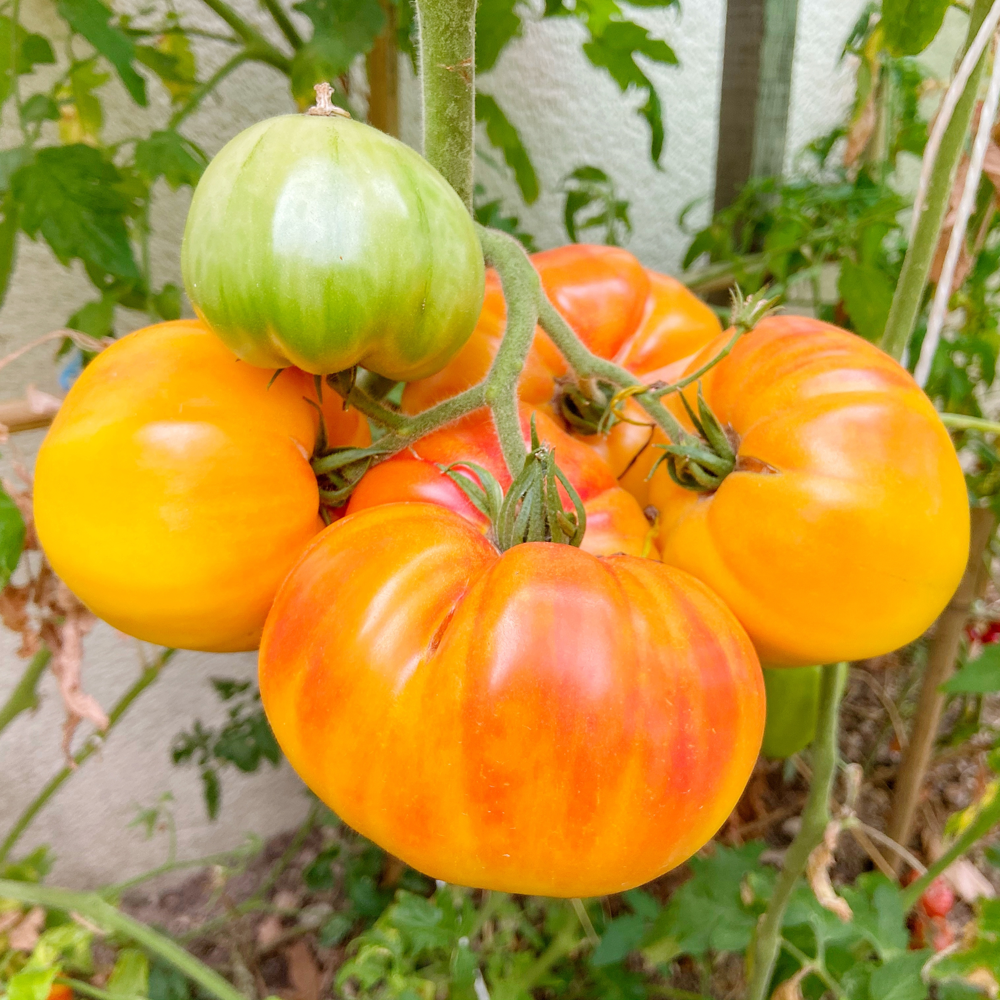 Fleisch-Tomaten Samen ''Ananas''