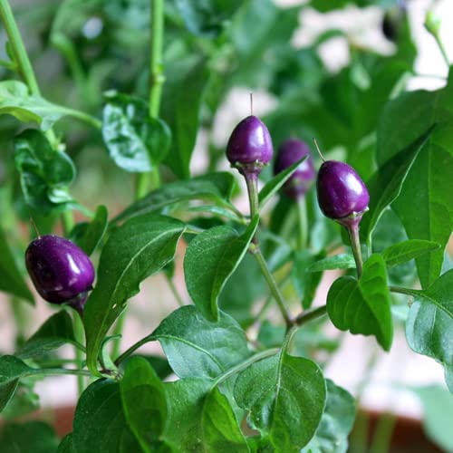  Pretty in Purple Chilisamen