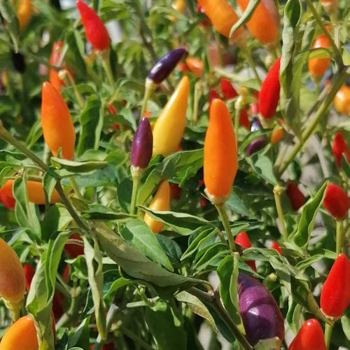 Numex Twilight bunte Chilisamen