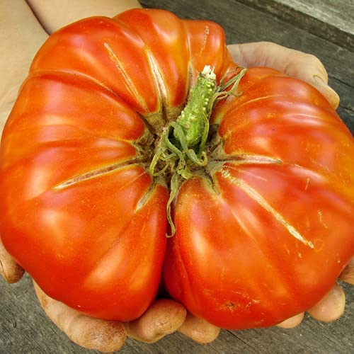 Fleisch-Tomatensamen ''Brutus''