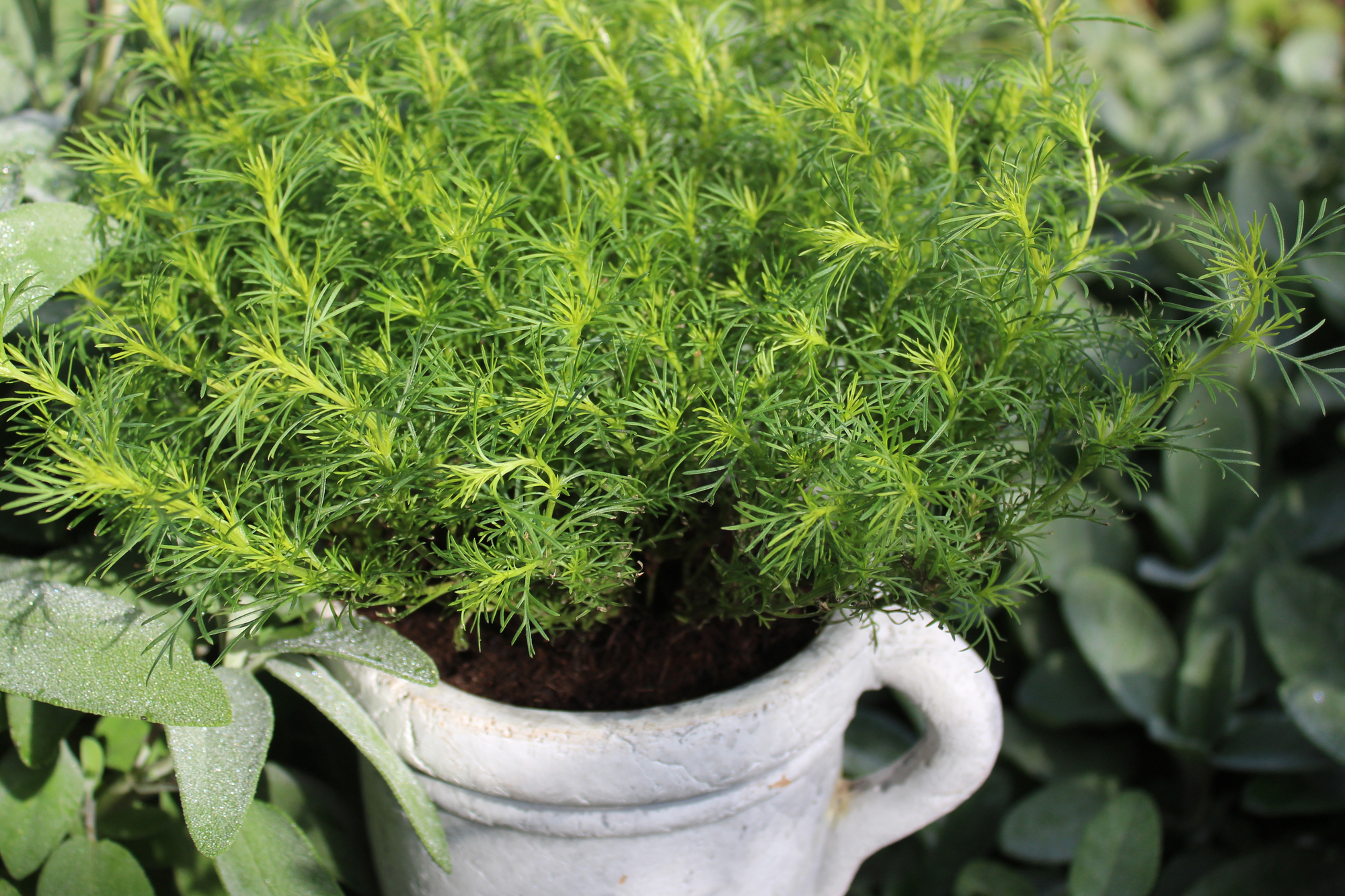 Tagetes de tempero | Malmequeres de alcaçuz