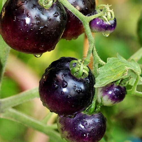 *Tomato "Schwarze Black Pirat"