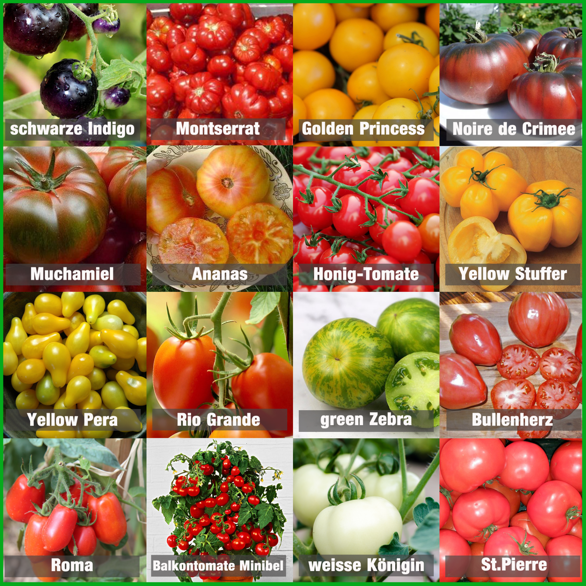 *Tomaten Saatgut Set 16x25 Samen