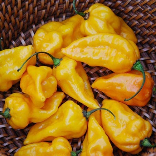 *Chili - Devils Tongue Yellow