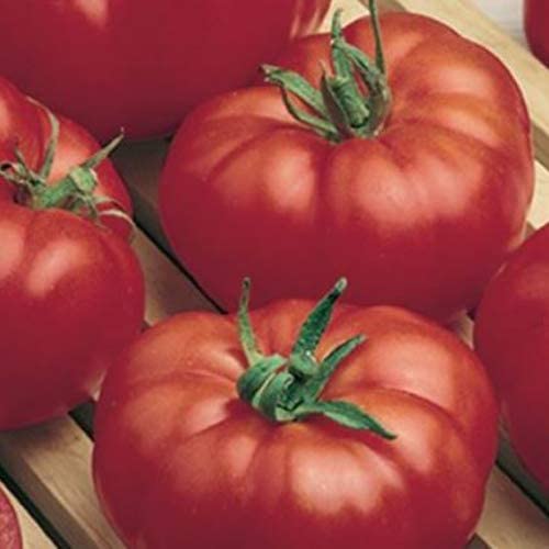 *Tomate "Beefsteak"