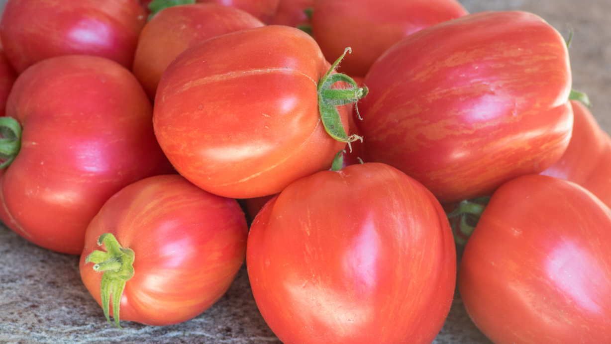 Busch-Tomatensamen  ''Don Juan"