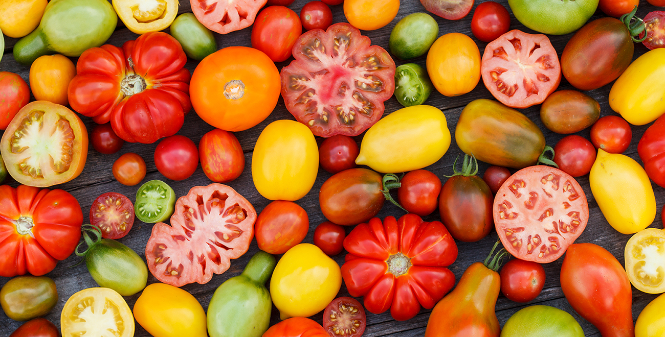 tomaten 1300 x 660 tomaten 1300 x 660