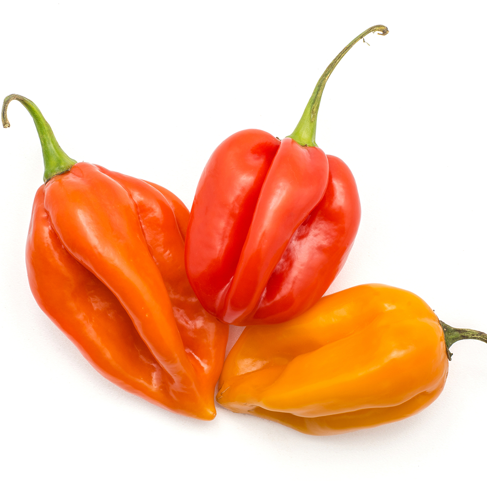 Chili Habanero Farb-Mix Samen 