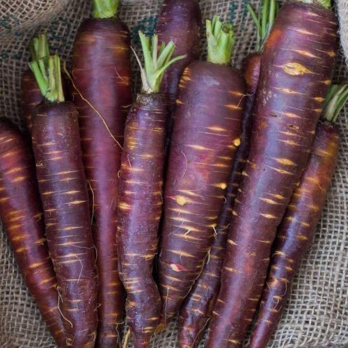 Möhrensamen - Schwarze Karotte Möhrensamen - Schwarze Karotte