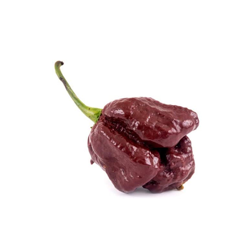 Chilisamen - Trinidad Scorpion Moruga Chocolate 