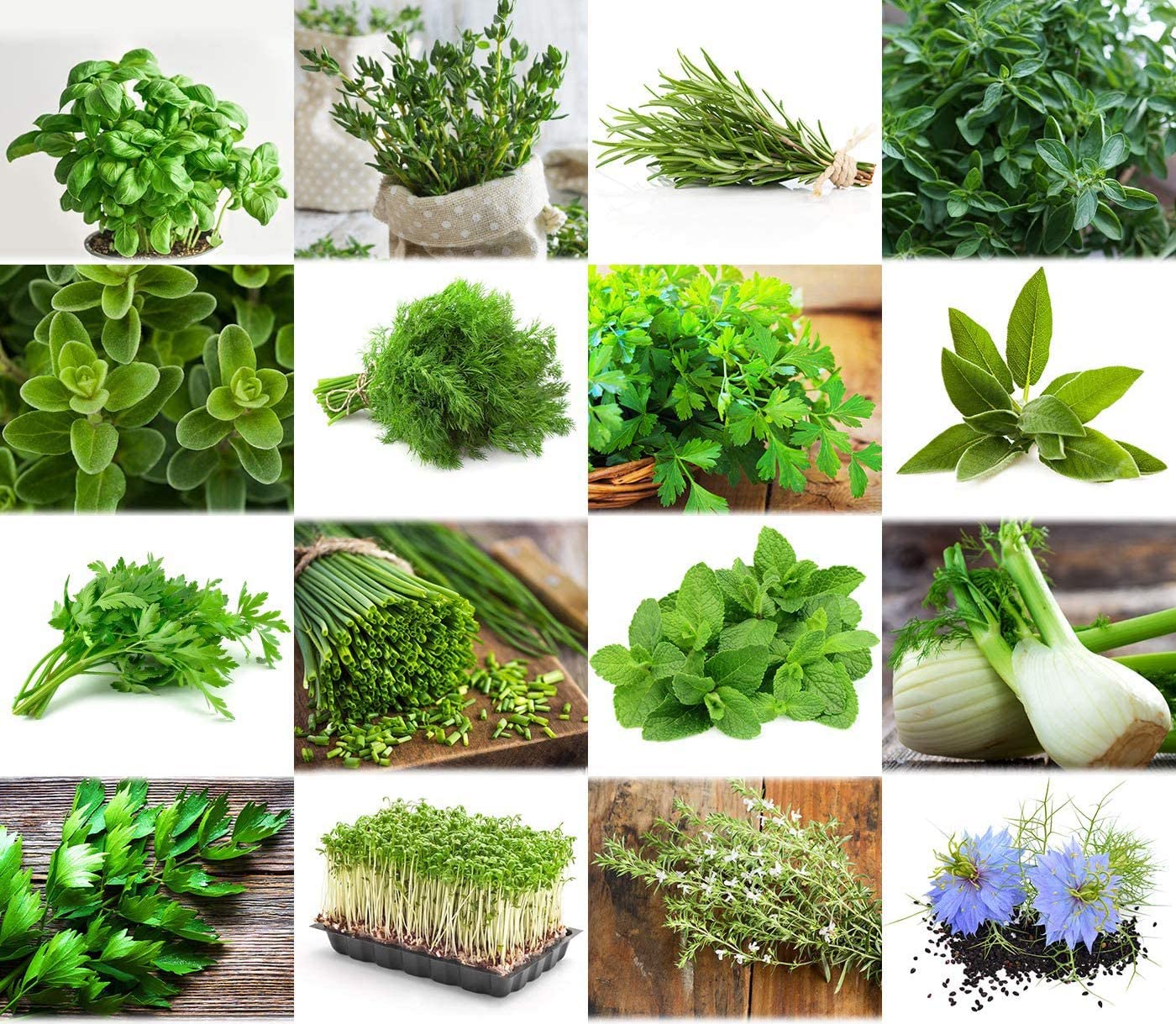 *Set 'Herb Garden' 16 x 50 Seeds of The Most Popular Herbs