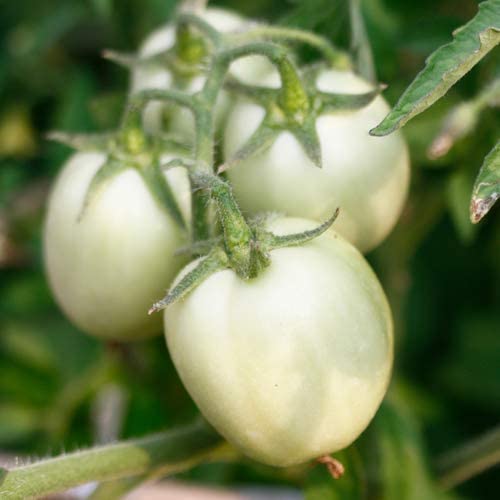 Auberginen Samen "Gold Egg" * Auberginen Samen "Gold Egg" *