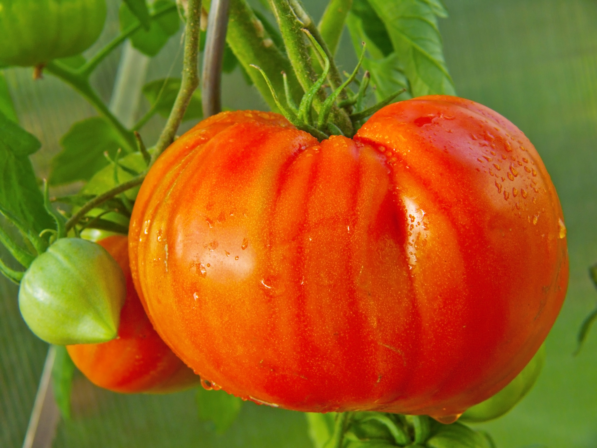 BIO-Tomate Bullenherz