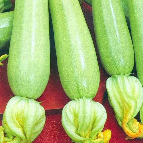 *Weiße Zucchini "Long White Bush"