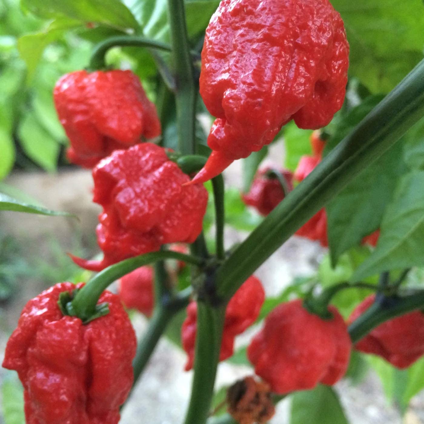 Chilisamen  "Carolina Reaper"