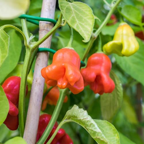 Chili Jamaican Bell rot Samen *