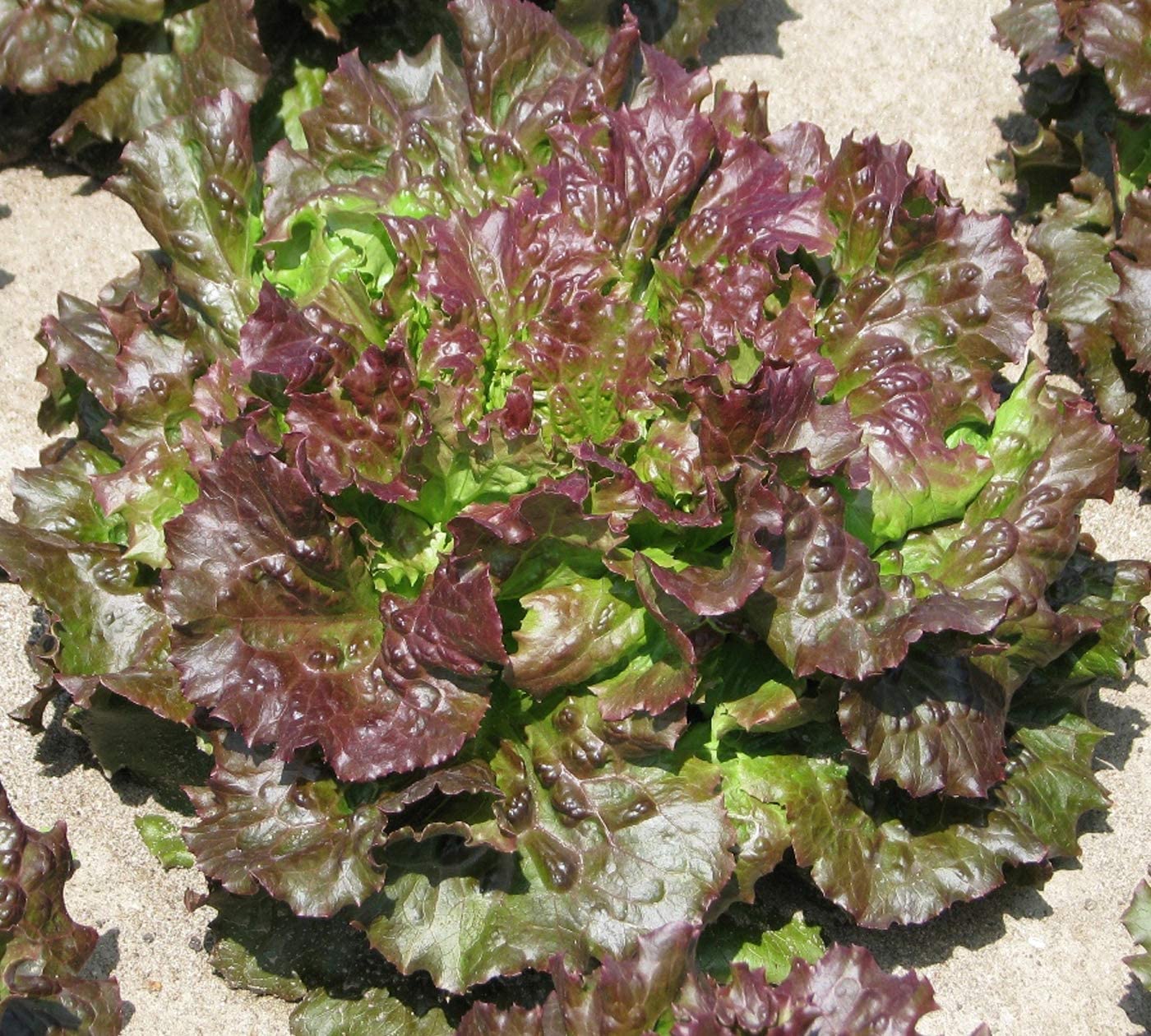 Eissalatsamen  "Maravilha Verano"