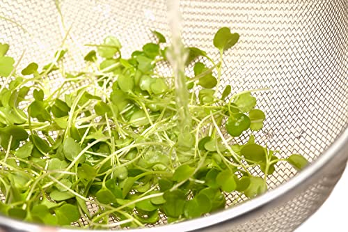 *EDIT* ORGANIC Ruca/Ruccola Seeds