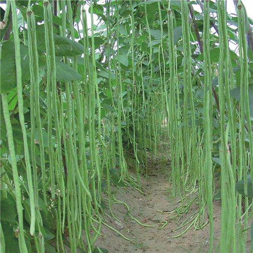 Meterbohne / Spargelbohnensamen Meterbohne / Spargelbohnensamen