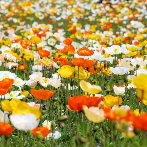Mohnblume Iceland Poppy 0,25 gr (für mehr als 1000 Blumen) 