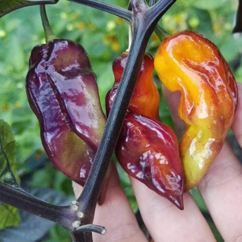  Pockmark Orange Chilisamen *