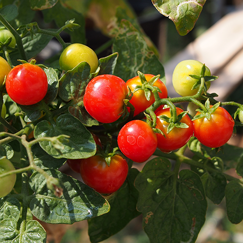 Minibel - Zwergtomatensamen  Minibel - Zwergtomatensamen