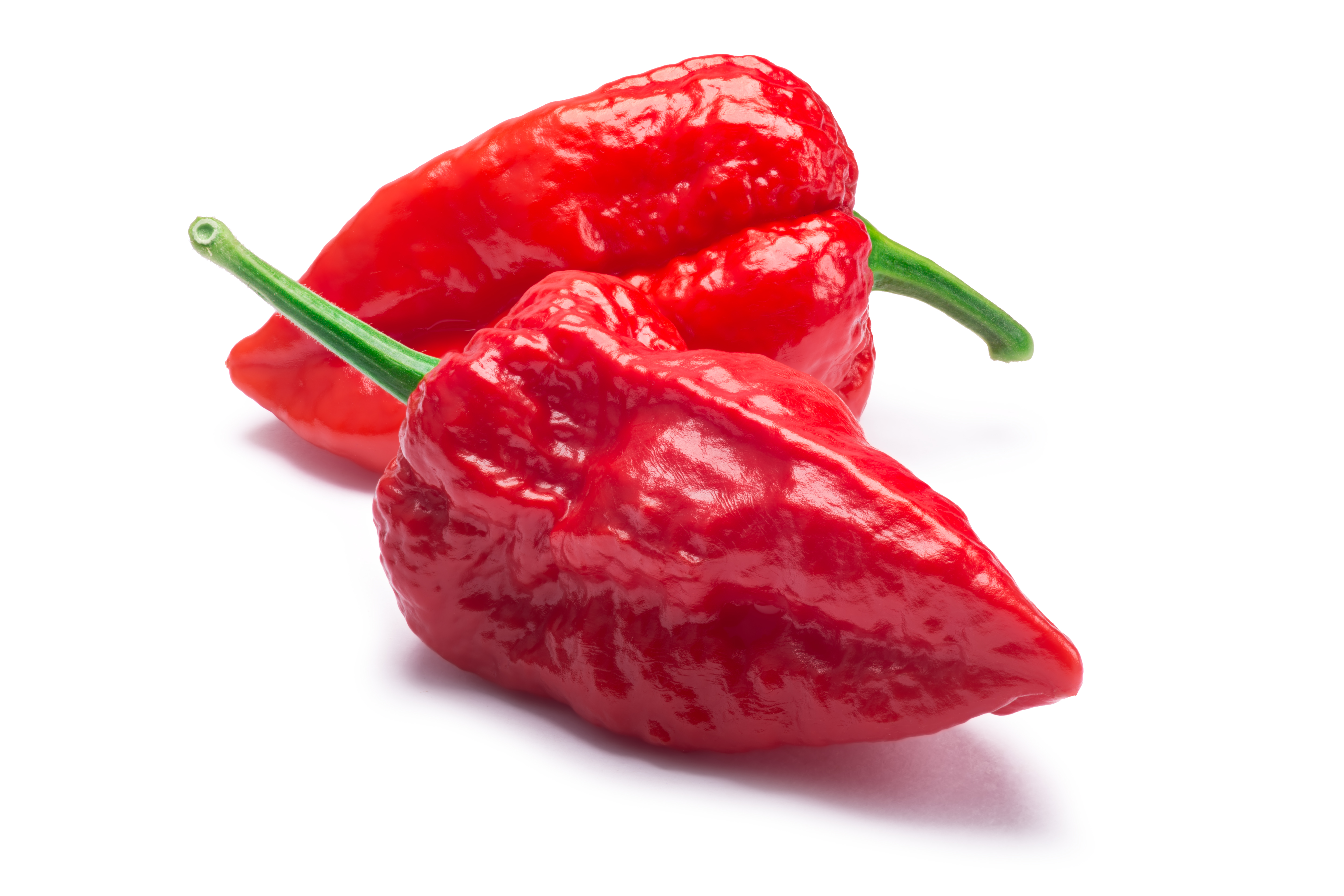 Chili Bhut Jolokia Samen