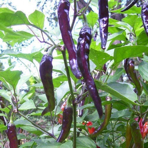 Chilisamen  "Cayenne Purple"