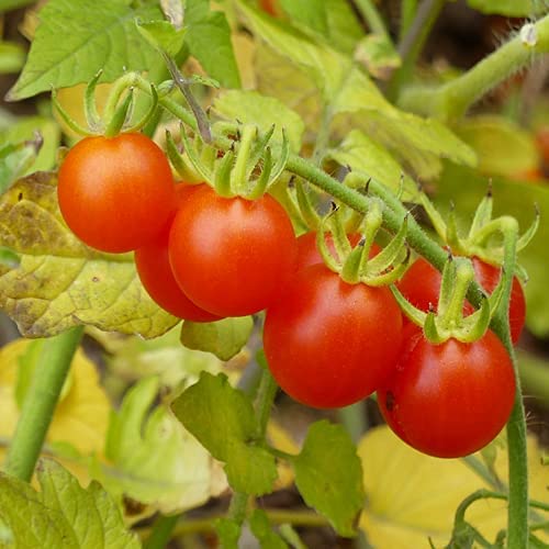 * Galapagos cocktail tomato * Galapagos cocktail tomato