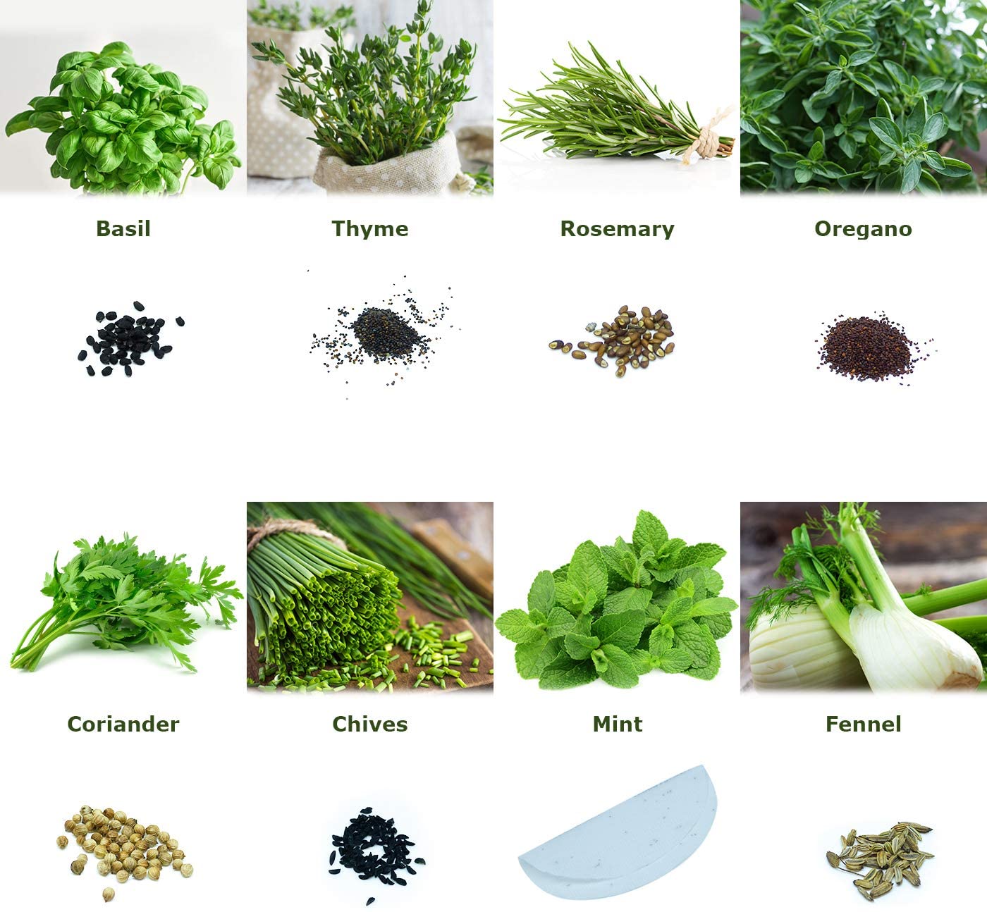 *Set 'Herb Garden' 16 x 50 Seeds of The Most Popular Herbs