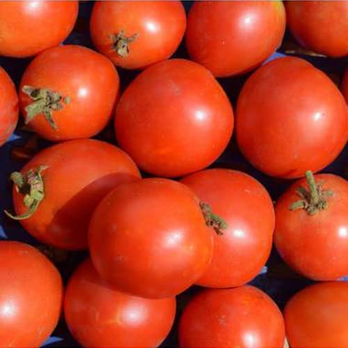 *Buschtomate Rotkäppchen *Buschtomate Rotkäppchen